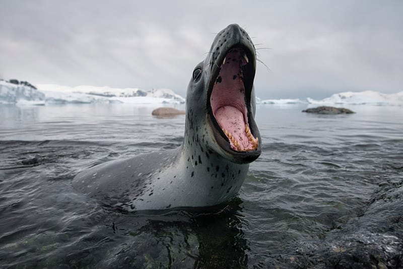 Pinguine zeigen gefräßigem Seeleoparden die lange Nase Pinguine zeigen gefräßigem Seeleoparden die lange Nase