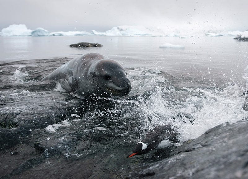 Pinguine zeigen gefräßigem Seeleoparden die lange Nase Pinguine zeigen gefräßigem Seeleoparden die lange Nase