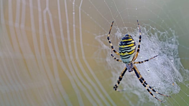 Die Wespenspinne ist eine farbenfrohe Spinnenart