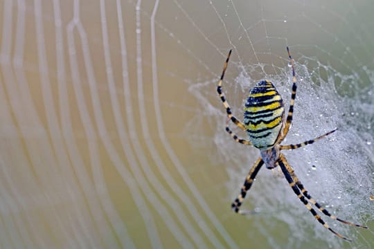 Die Wespenspinne ist eine farbenfrohe Spinnenart