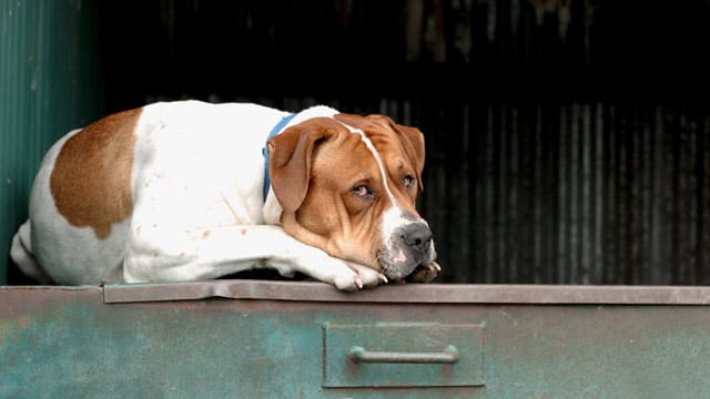 Zweimal Gassi gehen ist nicht genug. Dicke Hunde brauchen mehr Bewegung.