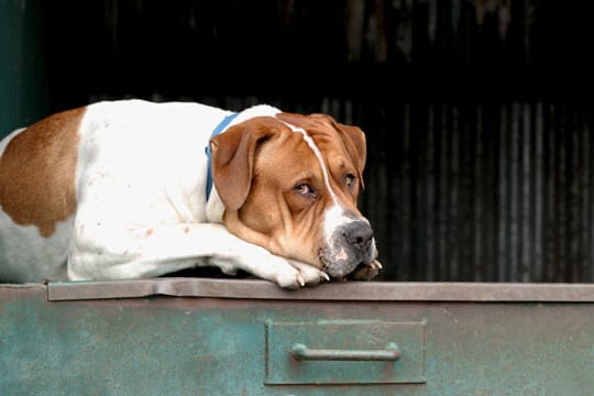 Zweimal Gassi gehen ist nicht genug. Dicke Hunde brauchen mehr Bewegung.