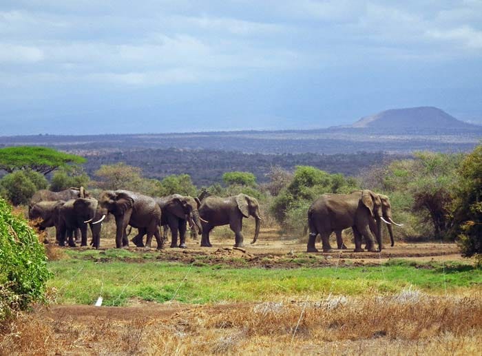 Jedes Zimmer der "Tawi Lodge" in Kenia hat Ausblick auf den Kilimandscharo. Direkt vor den kleinen Cottages des Hotels liegt zudem ein Wasserloch, an dem sich mit Elefanten und Giraffen zwei Mitglieder der "Big Five" - den großen afrikanischen Tieren - gerne zeigen.