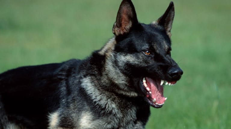 Zeigt ein Hund die Zähne und hat die Ohren aufgestellt, sollten Sie ihm lieber aus dem Weg gehen.