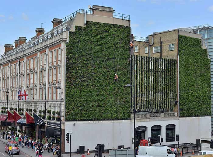Der vertikale Garten in Nähe der Londoner Victoria Station wird von den Anwohnern liebevoll "die lebende Wand" genannt.