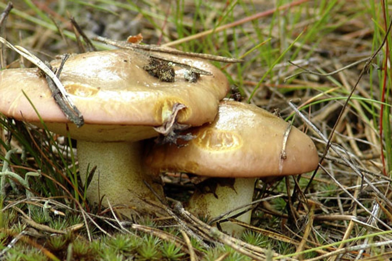 Der Butterpilz gilt als essbar obwohl Unverträglichkeiten auftreten können