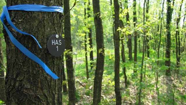 Friedwald: Die letzte Ruhe unter Baumwipfeln finden - ohne die üblichen Friedhofsrituale.