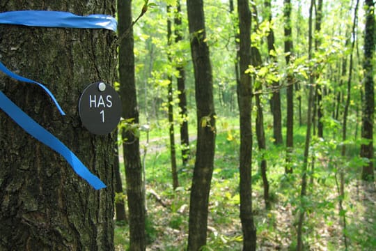 Friedwald: Die letzte Ruhe unter Baumwipfeln finden - ohne die üblichen Friedhofsrituale.