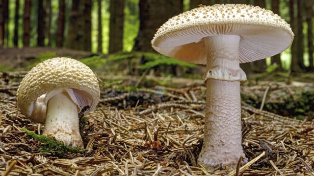 Bei Perlpilzen ist Vorsicht geboten. Roh ist der Pilz giftig, gekocht jedoch eine Delikatesse