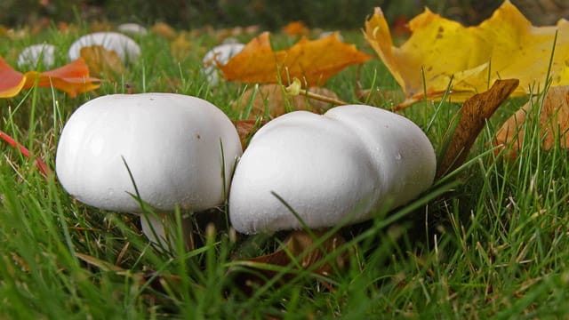 Wiesenchampignons: ausgezeichnete und viel gesuchte Speisepilze, die man nicht verwechseln darf.