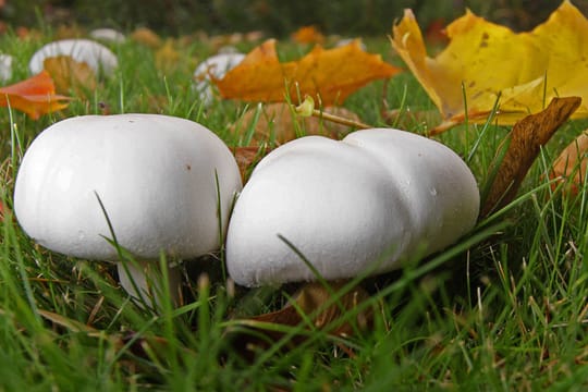 Wiesenchampignons: ausgezeichnete und viel gesuchte Speisepilze, die man nicht verwechseln darf.