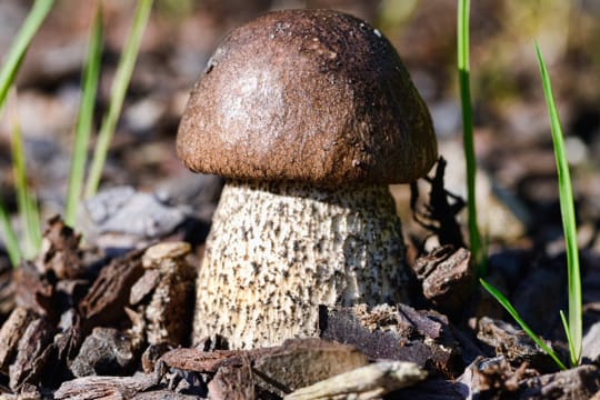 Junge Birkenpilze lassen sich gut trocknen und schmoren