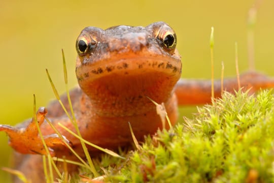 Der Teichmolch ist in Europa weit verbreitet