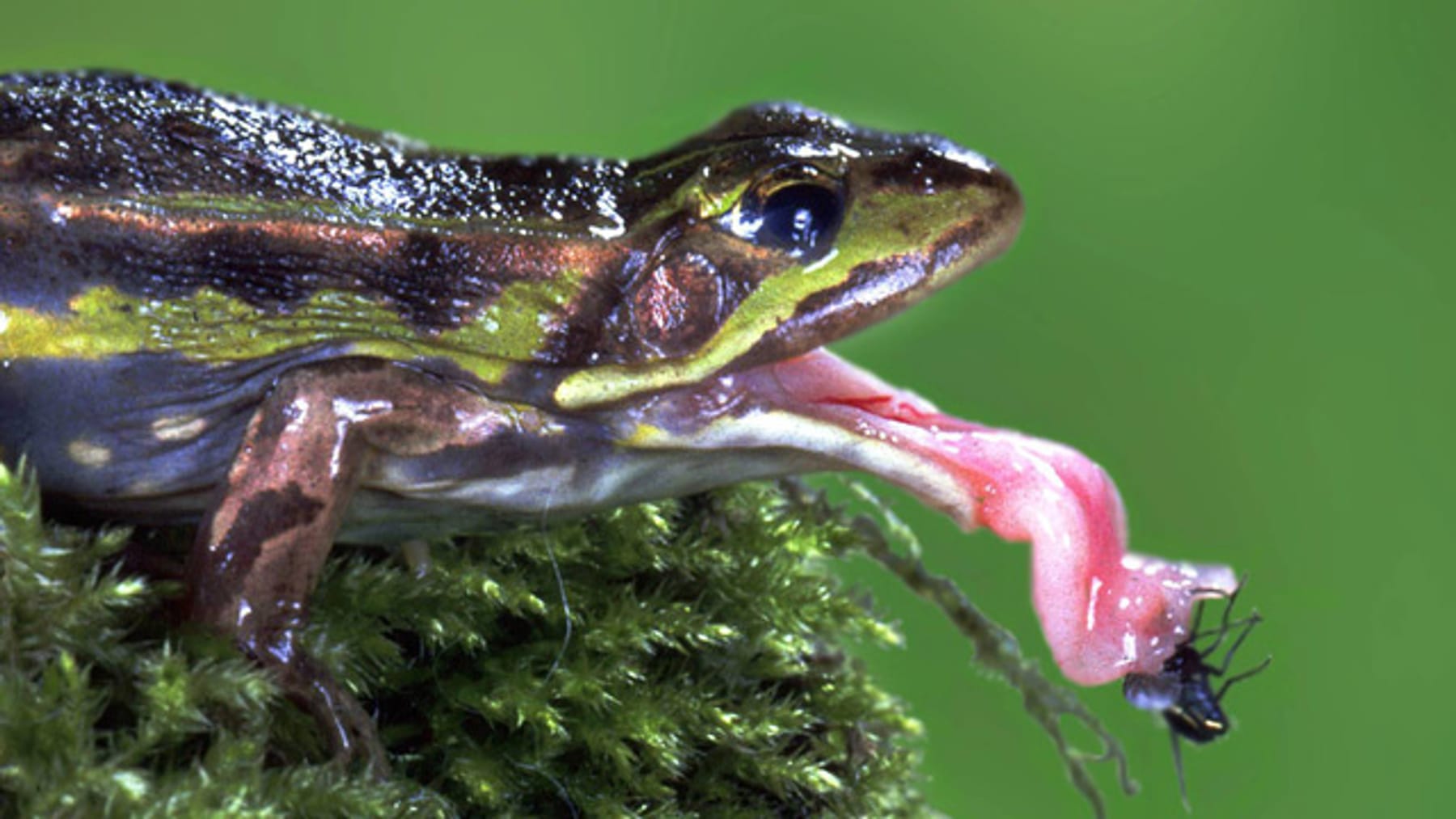 Froschzunge: Das flinke Jagdinstrument der Frösche