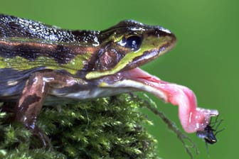 Durch eine enorme Beschleunigung seiner Zunge kann ein Frosch Beute fangen