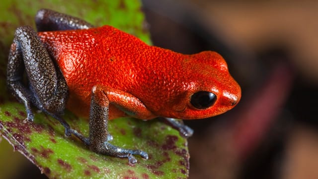 Frösche sind sehr vielseitige Amphibien. Hier sehen Sie ein Erdbeerfröschchen aus der Familie der Baumsteigerfrösche.