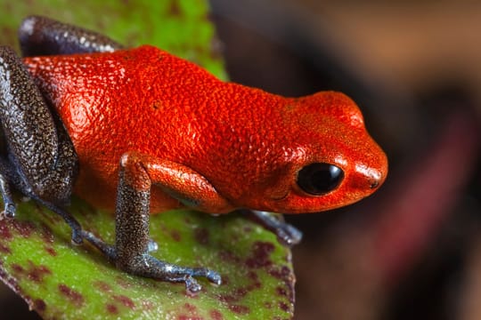 Frösche sind sehr vielseitige Amphibien. Hier sehen Sie ein Erdbeerfröschchen aus der Familie der Baumsteigerfrösche.