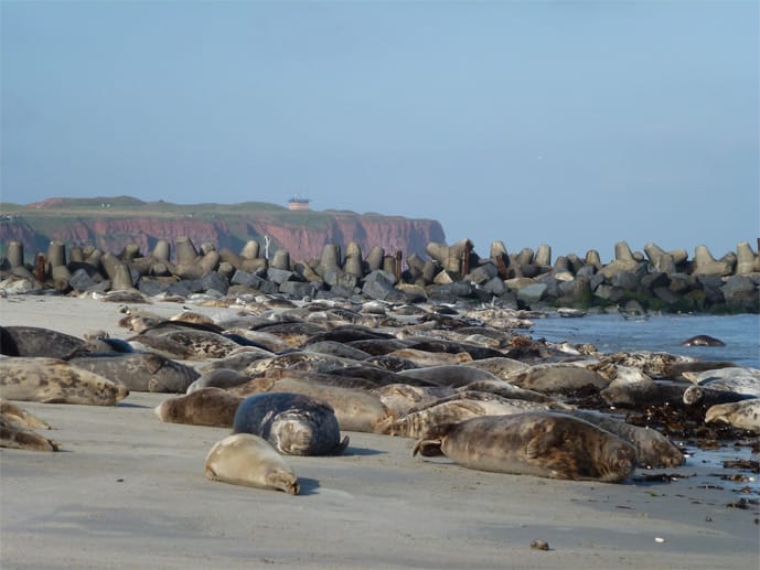 Mehr als zollfreies Einkaufen – auch die Natur Helgolands ist Highlight vieler seiner Tagesbesucher. So bietet zum Beispiel die Düne Helgolands einen zauberhaften Anblick: Seerobben und Strand wohin das Auge reicht.