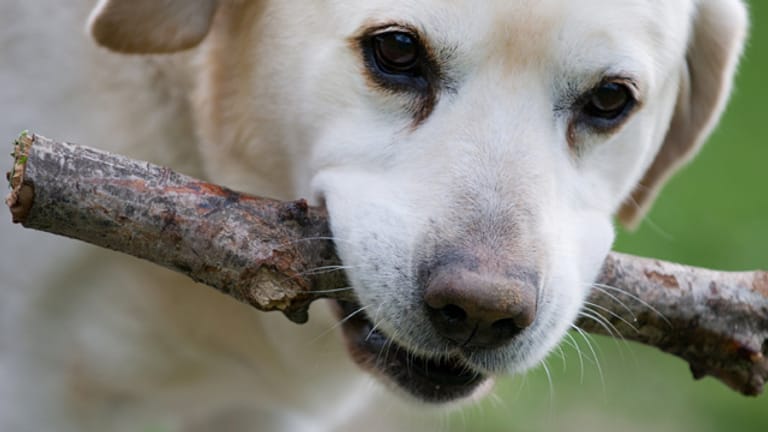 Hunde: Das Verletzungsrisiko beim Apportieren von Stöcken ist hoch.