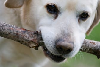 Hunde: Das Verletzungsrisiko beim Apportieren von Stöcken ist hoch.