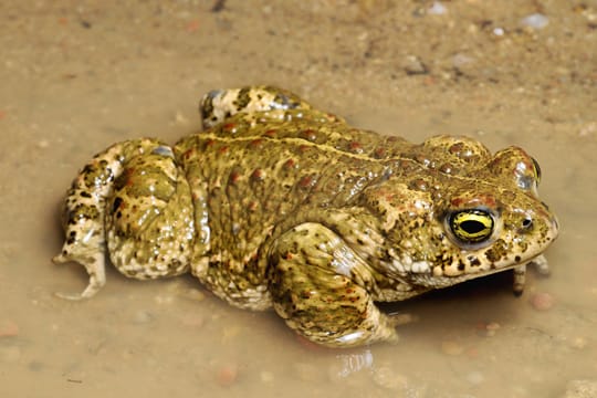 Die rötlichen Warzen und der gelbe Streifen veraten die Kreuzkröte