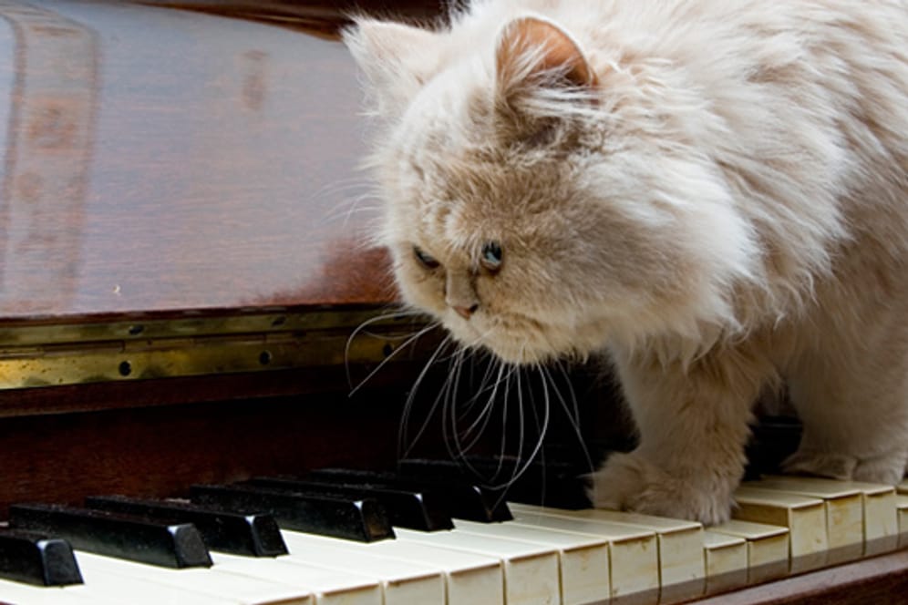 Tiere: Manche Katzen mögen leise, bassarme Musik