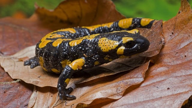 Mit seiner Färbung signalisiert der Feuersalamander das er giftig ist