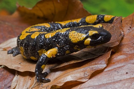 Mit seiner Färbung signalisiert der Feuersalamander das er giftig ist