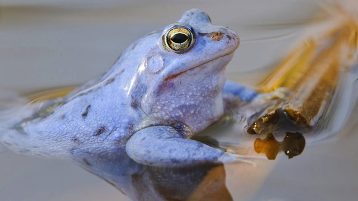 Nur zur Paarungszeit trägt das Moorfrosch-Männchen ein blaues Gewand