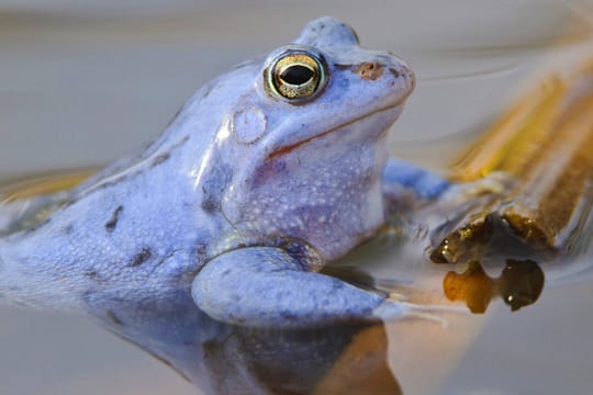 Nur zur Paarungszeit trägt das Moorfrosch-Männchen ein blaues Gewand