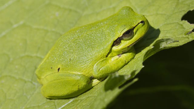 Der Laubfrosch unterscheidet sich farblich kaum von einem Blatt