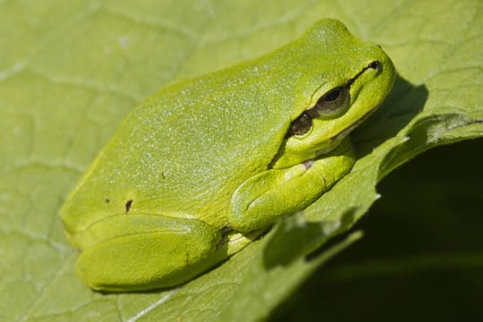 Der Laubfrosch unterscheidet sich farblich kaum von einem Blatt