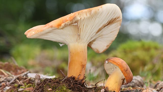 In der Pfanne gebraten schmeckt der Milchbrätling am besten