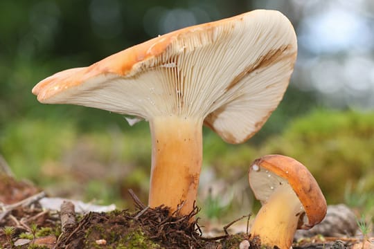 In der Pfanne gebraten schmeckt der Milchbrätling am besten