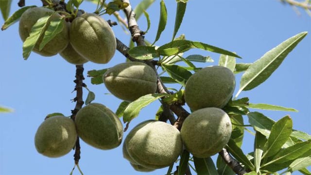 Die Mandelpflanze ist ein sommergrüner Baum und erreicht eine Höhe von drei bis acht Meter