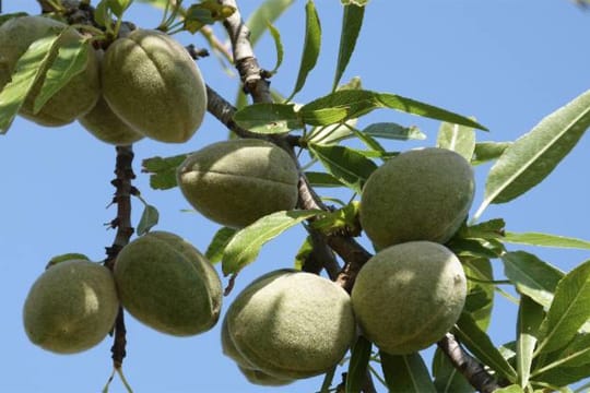 Die Mandelpflanze ist ein sommergrüner Baum und erreicht eine Höhe von drei bis acht Meter