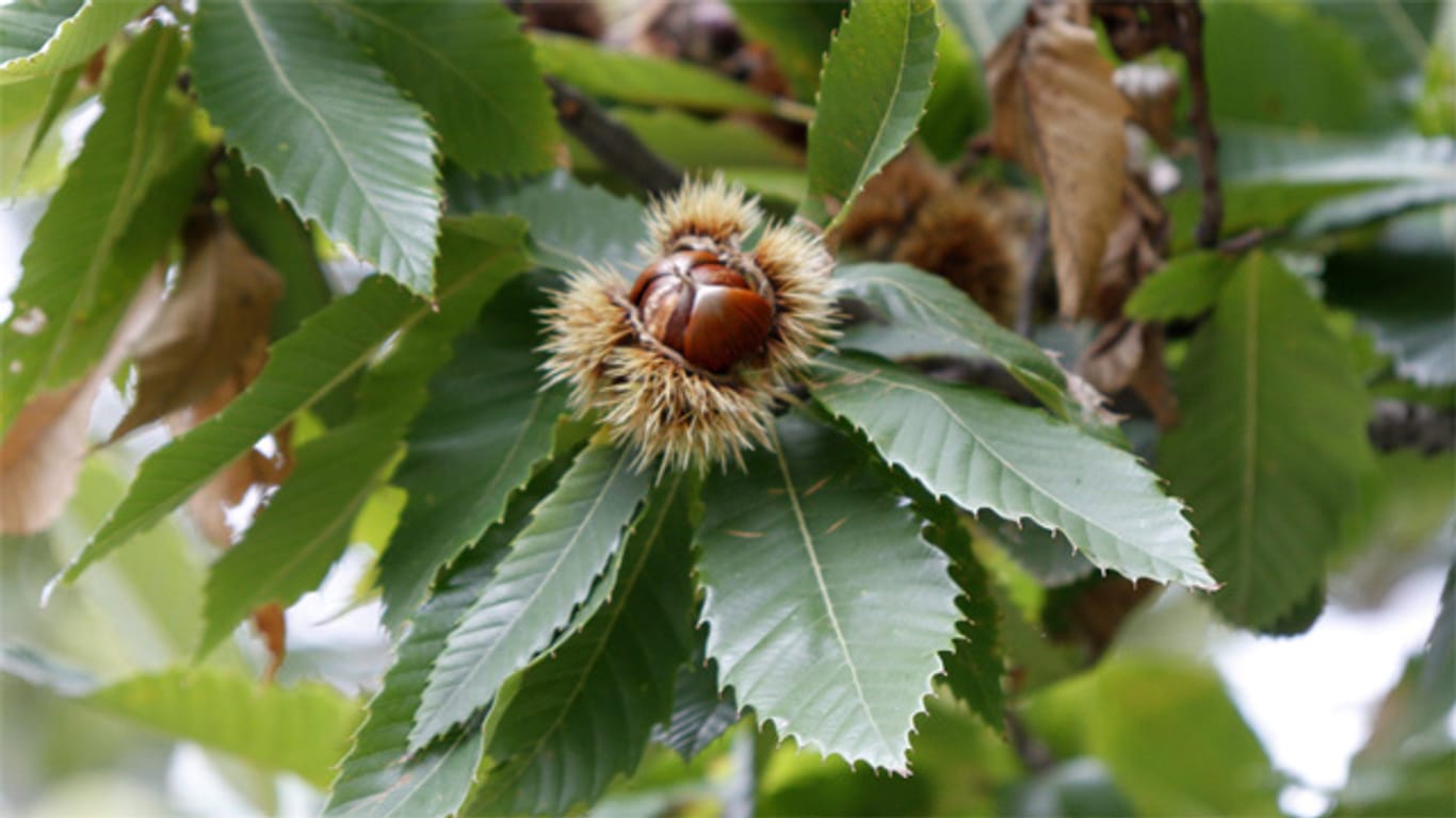 Nach zehr Jahren erreicht der Baum der Esskastanie eine Höhe von etwa fünf Metern