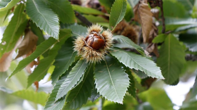 Nach zehr Jahren erreicht der Baum der Esskastanie eine Höhe von etwa fünf Metern