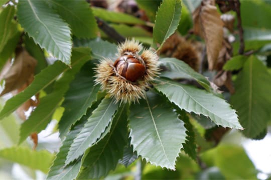 Nach zehr Jahren erreicht der Baum der Esskastanie eine Höhe von etwa fünf Metern