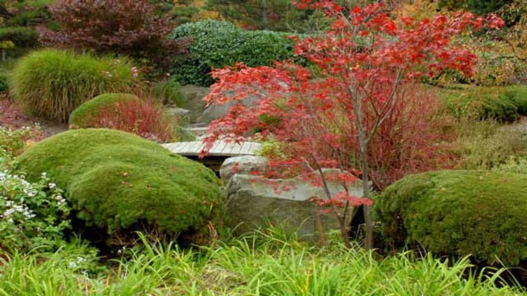 Wie farbenfroh das Laub im Herbst wird, liegt auch am Standort.