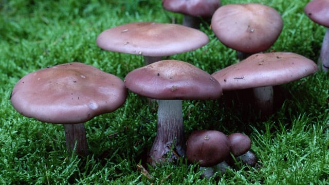 Nach dem Kochen verfärbt sich der Violette Rötelritterling