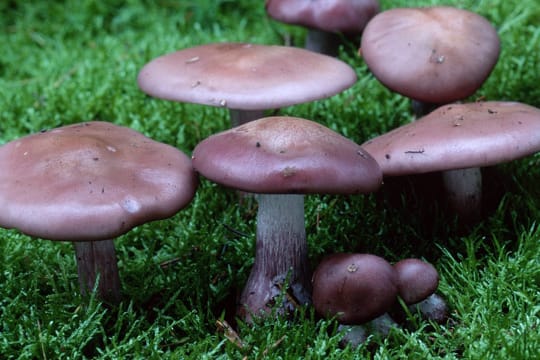 Nach dem Kochen verfärbt sich der Violette Rötelritterling