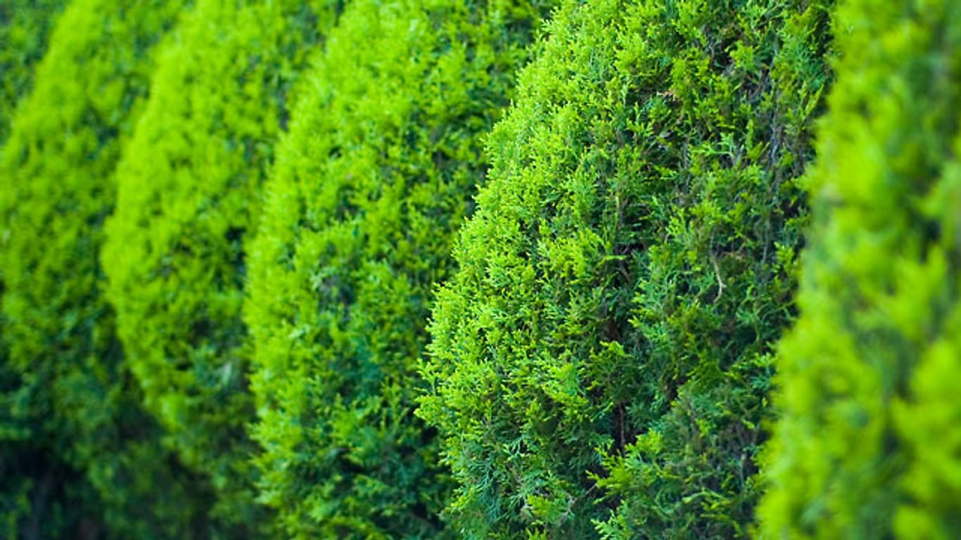 Immergrüne Sträucher bringen auch im Winter Farbe in den Garten.