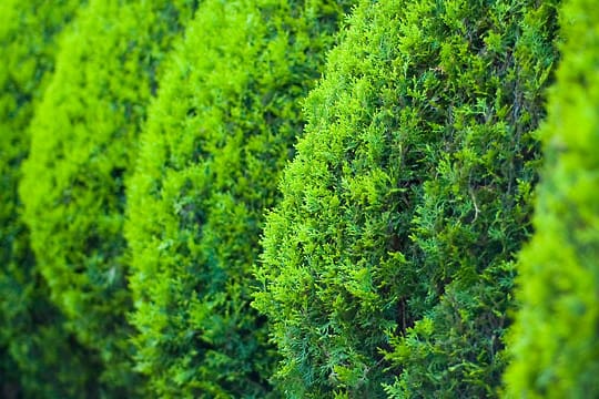 Immergrüne Sträucher bringen auch im Winter Farbe in den Garten.