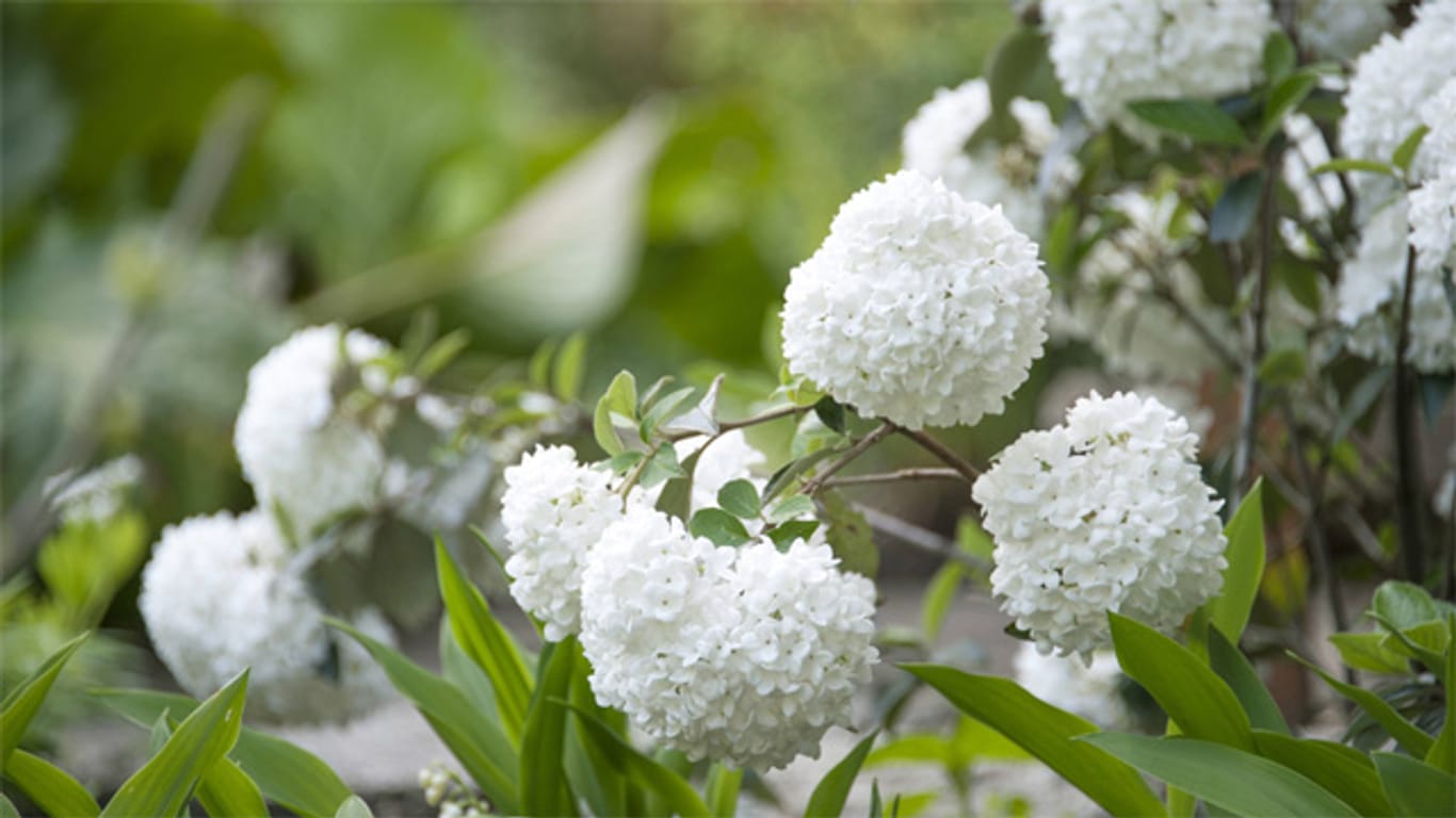 Seinen Namen verdankt der Schneeballstrauch seinen weißen Blüten, die an winterliches Wetter erinnern.