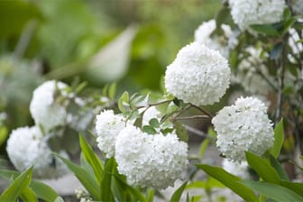 Seinen Namen verdankt der Schneeballstrauch seinen weißen Blüten, die an winterliches Wetter erinnern.