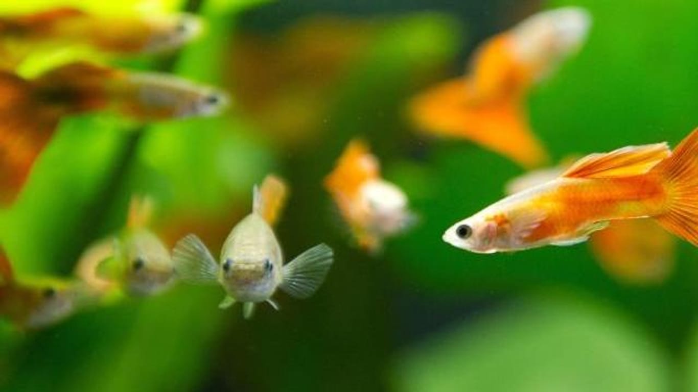 Verändern Fische wie diese Triangel-Guppys ihre Farbe, kann Stress der Grund sein.