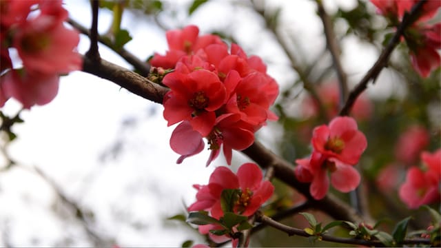 Die prächtigen Blüten der Zierquitte, die auch Scheinquitte genannt wird, öffnen sich ab April