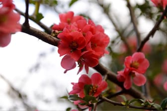 Die prächtigen Blüten der Zierquitte, die auch Scheinquitte genannt wird, öffnen sich ab April