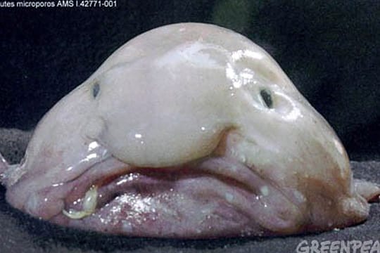 Tiere, Fische